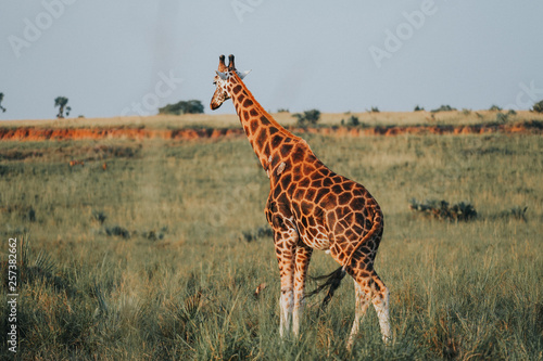 Giraffe in African
