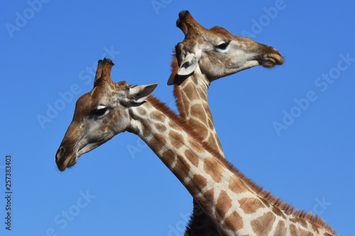 Fototapeta Naklejka Na Ścianę i Meble -  Zwei Giraffenbullen (giraffa camelopardalis) kämpfen im Kgalagadi-Transfrontier-Nationalpark in Südafrika