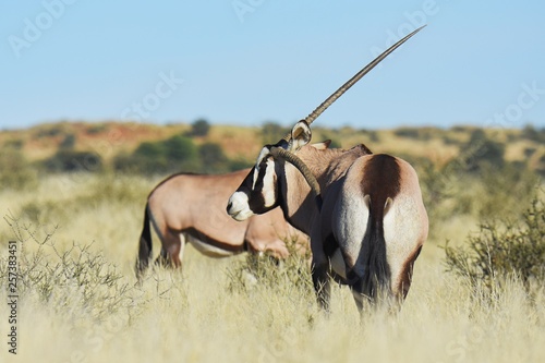 Oryx (oryx gazella) in der Kalahari in Südafrika photo