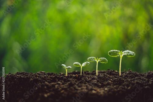 Growth Trees concept seedlings nature background Beautiful green