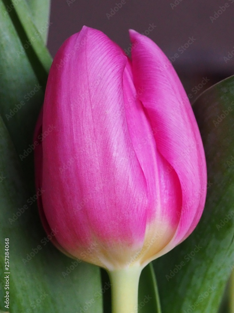 Fototapeta premium Tulip close up. Macro photography.