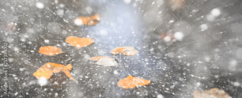 Background autumn park in the first snow