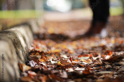 Autumn background in the park