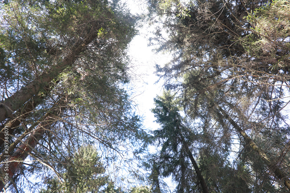Fototapeta premium The tops of evergreen trees against the sky