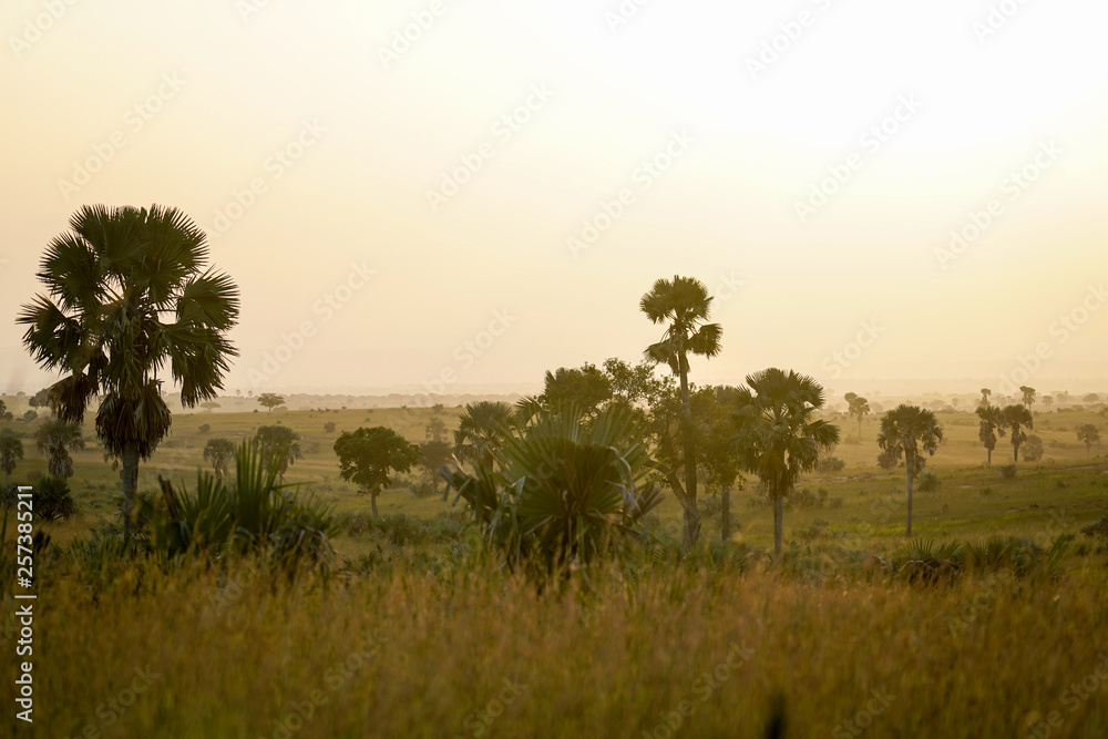 Fototapeta premium Landscape in Murchison Falls