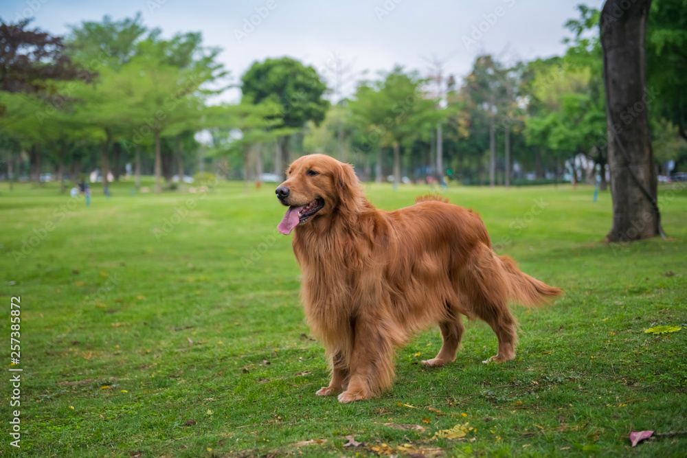 Cute Golden Retriever dogs play in Park Meadows Cute Golden Retriever dogs play in Park Meadows