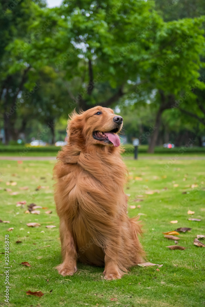 Cute Golden Retriever dogs play in Park Meadows