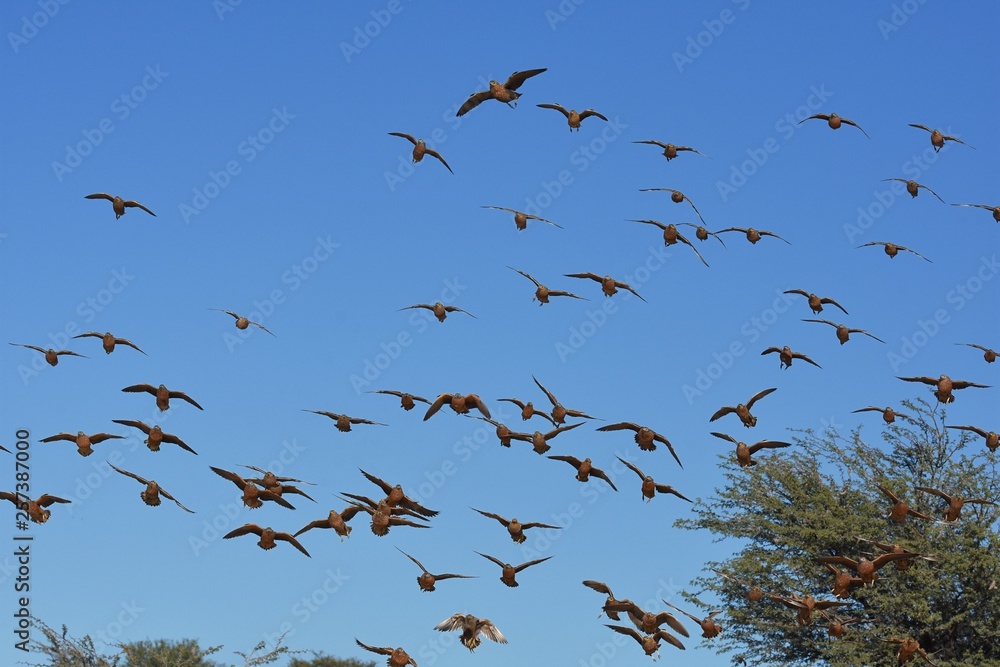 Fototapeta premium Flughühner (Pteroclidae) fliegen zur Wasseraufnahme zum Wasserloch in der Kalahari (Südafrika)