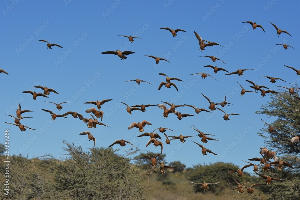 Flughühner (Pteroclidae) fliegen zur Wasseraufnahme zum Wasserloch in der Kalahari (Südafrika)