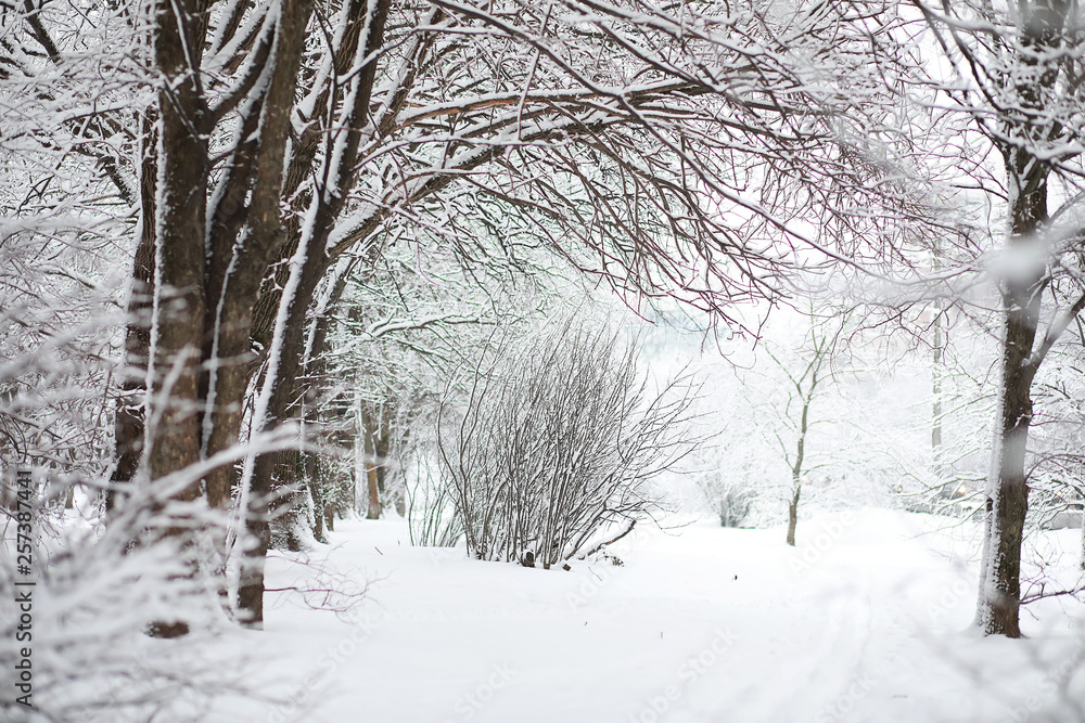Winter landscape. Forest under the snow. Winter in the park. Winter landscape. Forest under the snow. Winter in the park.