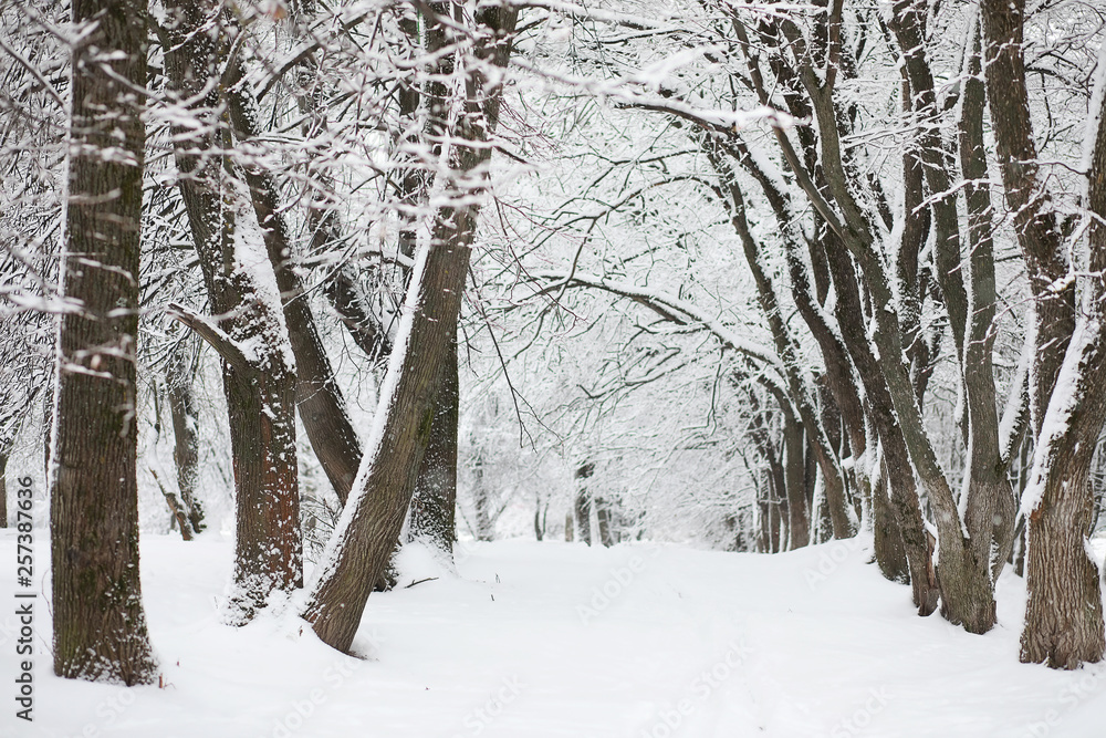Winter landscape. Forest under the snow. Winter in the park. Winter landscape. Forest under the snow. Winter in the park.