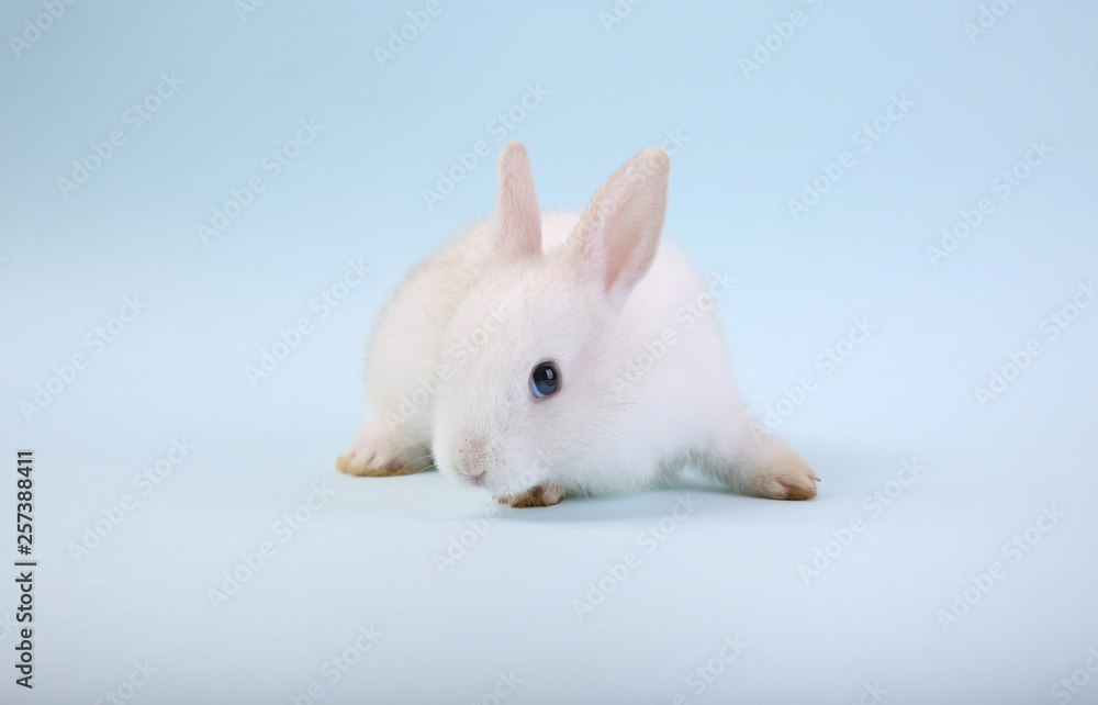 A cute white rabbit isolated on blue background. A cute white rabbit isolated on blue background.