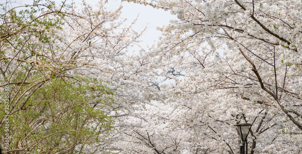 Close up white sakura flower blossom on tree in spring seasonal,natural background. Close up white sakura flower blossom on tree in spring seasonal,natural background.