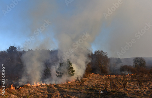 wildfire, forest fire, burning forest