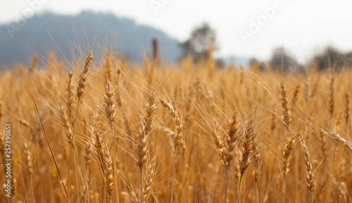 close up gold barley field in summer season