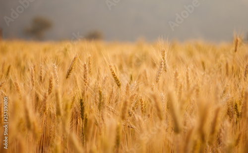 close up gold barley field