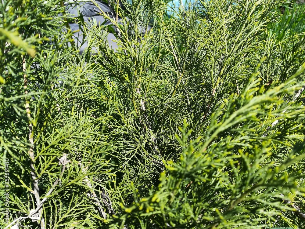 Obraz premium closeup of dill in the garden