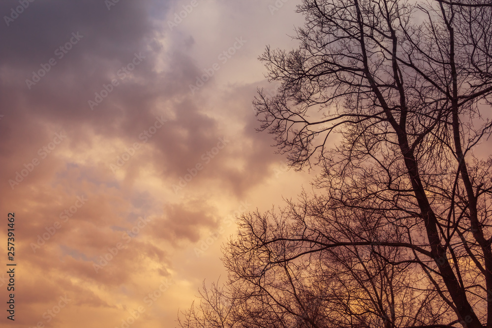 Abstract landscape with tree silhouettes