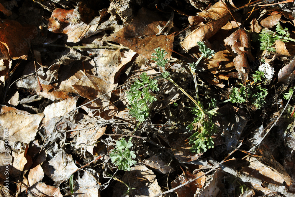 Poplar yellow dry leaves on Artemisia absinthium (wormwood, grand wormwood, absinthe, absinthium, absinthe wormwood) leaves plant background, close up detail Poplar yellow dry leaves on Artemisia absinthium (wormwood, grand wormwood, absinthe, absinthium, absinthe wormwood) leaves plant background, close up detail