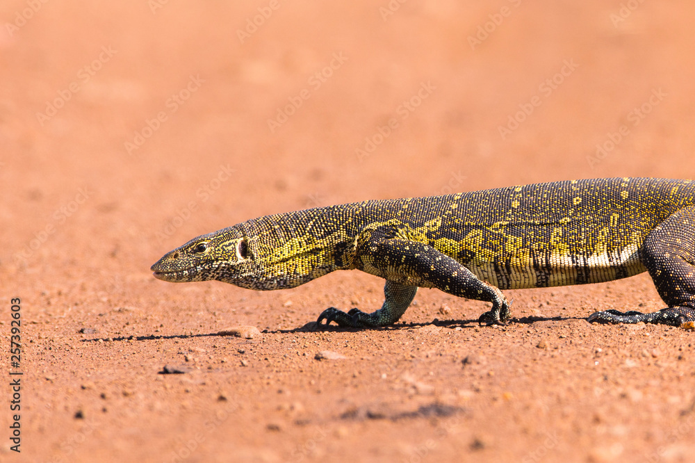Nile Monitor Lizard (Varanus niloticus), Kenya, Africa Nile Monitor Lizard (Varanus niloticus), Kenya, Africa