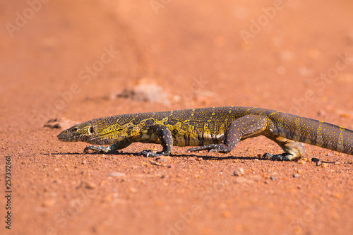 Nile Monitor Lizard (Varanus niloticus), Kenya, Africa