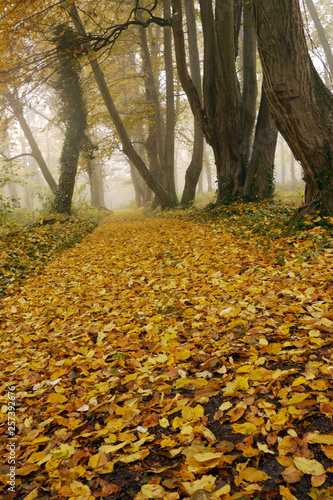ドイツの秋の森 霧の中に広がる黄色の落ち葉の絨毯