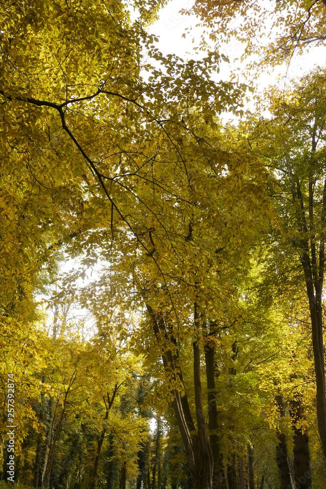 ドイツの秋の森　樹々に広がる黄色の葉