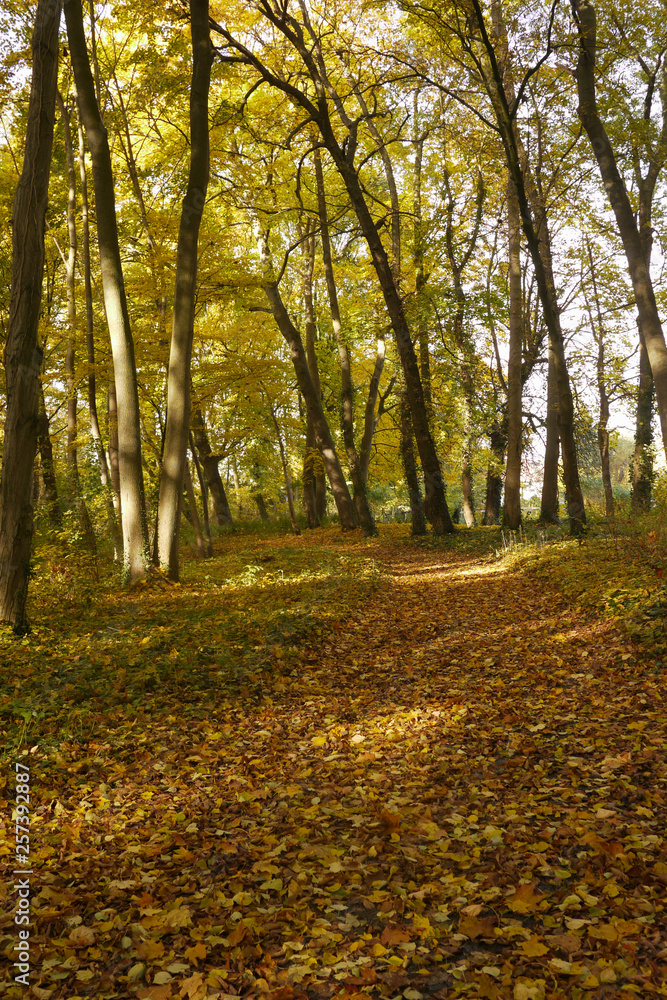 ドイツの秋の森　遊歩道に広がる落ち葉と木漏れ日
