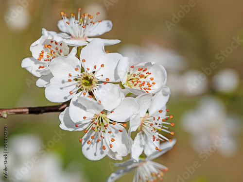 Bild auf Leinwand Blühende Kirschpflaumen, Prunus cerasifera
