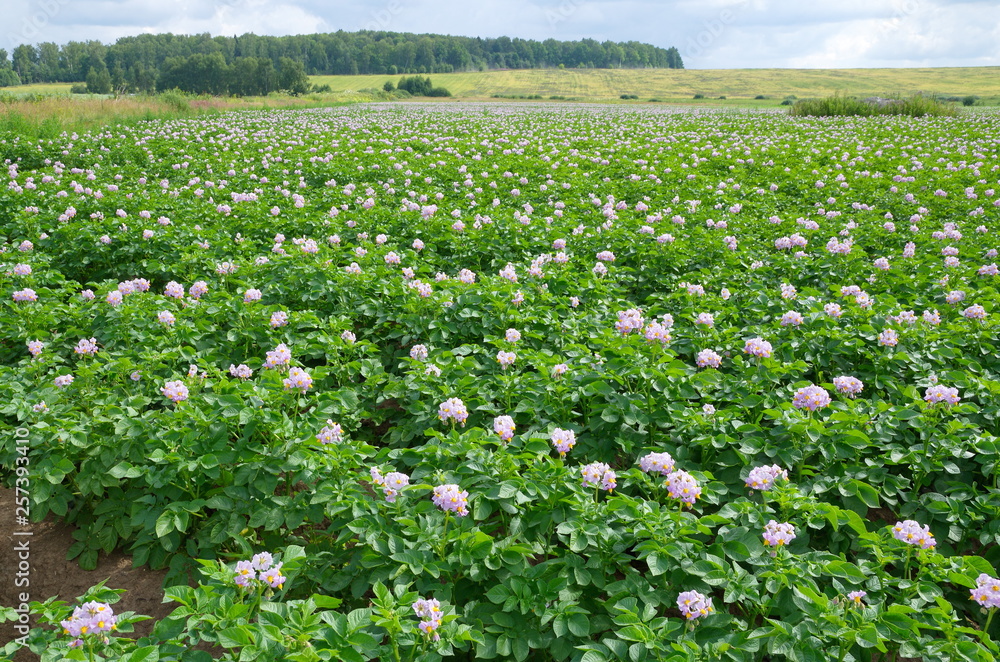 Rural landscape with flowering potato field