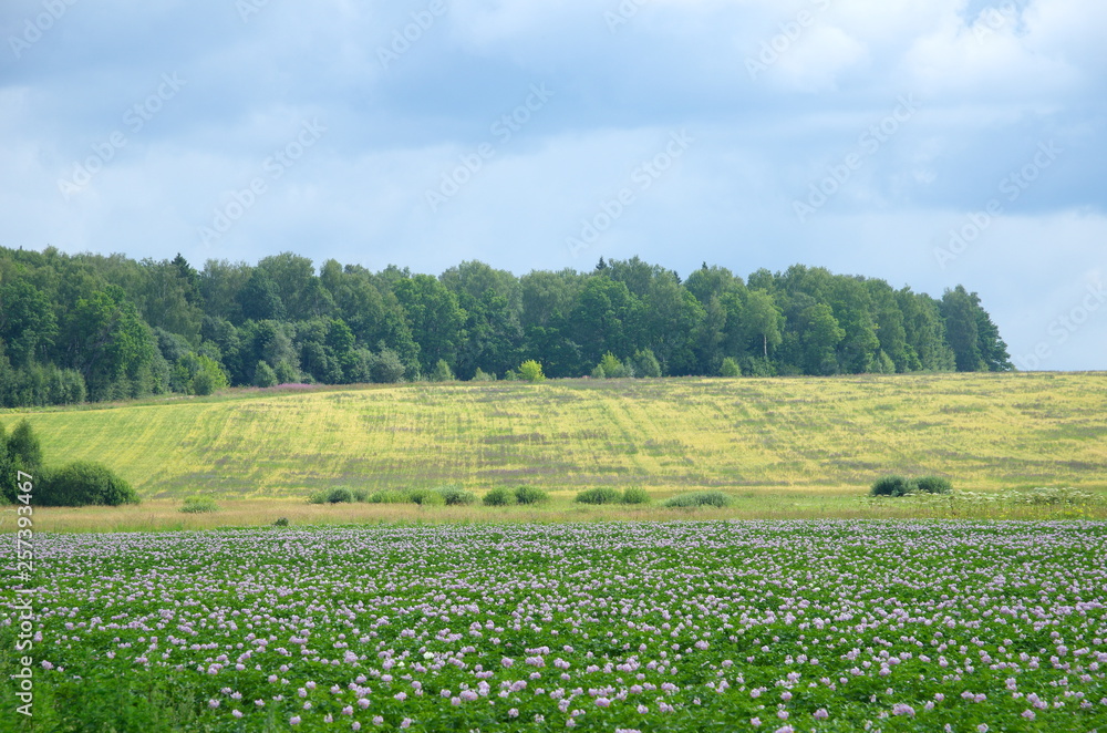 Summer landscape with flowering potato field