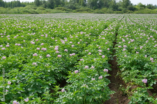 Blooming potato field on a summer day