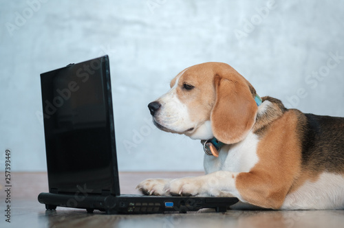 funny Beagle dog looks at the laptop screen and keeps his paws on the keyboard