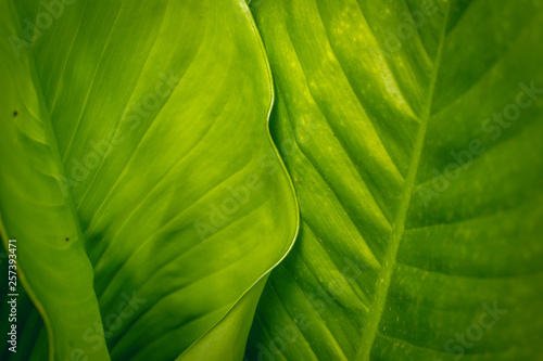 tropical green leaf texture  