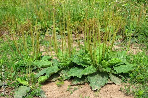 Plantain common (lat. Plantago major) blooms on a summer day