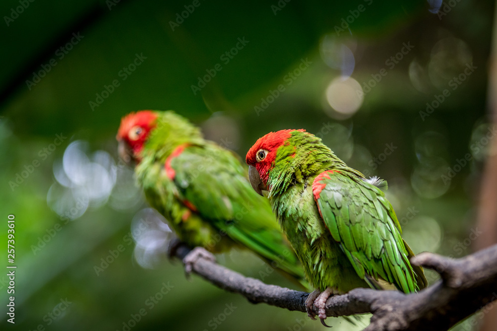 Naklejka premium Red headed conure on a branch.