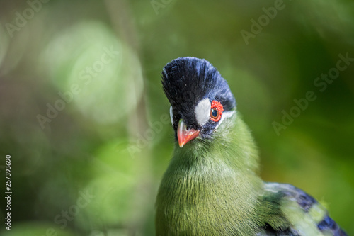Purple-crested turaco close up in the forest. photo