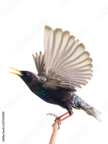 Foto European starling (Sturnus vulgaris) in flight, isolated