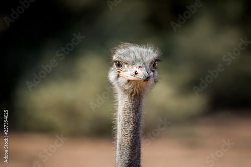 Close up of an Ostrich head in Africa.