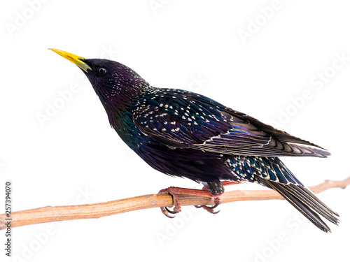 Bilde på lerret colorful plumage of a starling spring