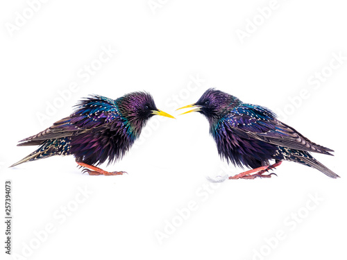 Foto two starling look at each other isolated