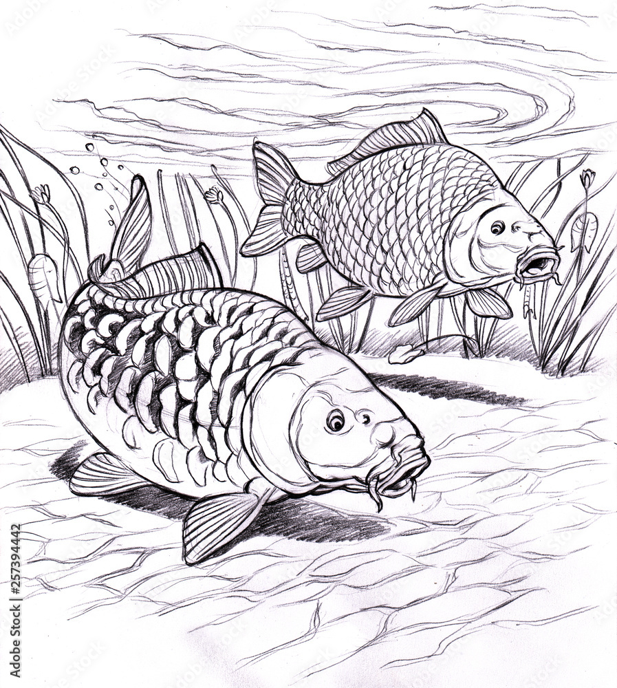 koi fish pencil drawing by sailorhorizon on DeviantArt