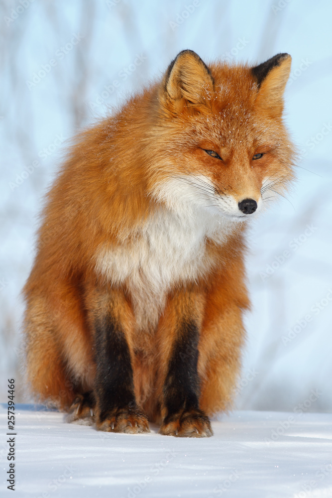 Red fox sitting on the snow. Anadyr fox (Vulpes vulpes beringiana). Wildlife of the Arctic. Chukotka, Siberia, Far East of Russia. Red fox sitting on the snow. Anadyr fox (Vulpes vulpes beringiana). Wildlife of the Arctic. Chukotka, Siberia, Far East of Russia.
