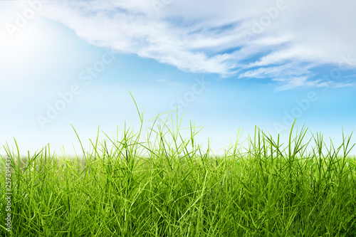 Green grass field