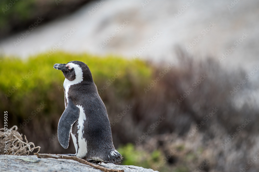 Obraz premium African penguin standing on a rock.