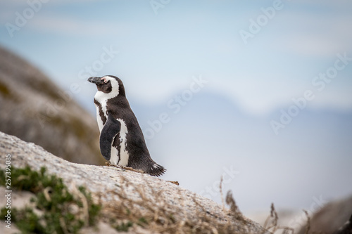 African penguin standing on a rock.