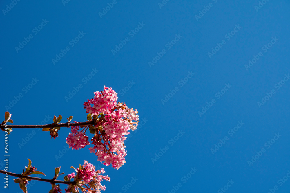 Cherry blossom before blue sky with butterfly and bees as spring messengers Cherry blossom before blue sky with butterfly and bees as spring messengers