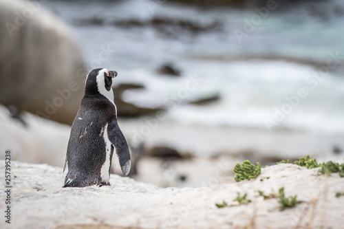 African penguin standing in the sand.