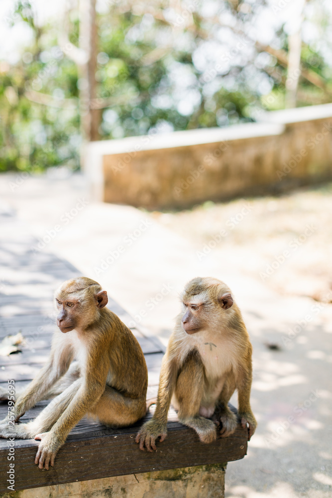 Naklejka premium monkey hill Thailand