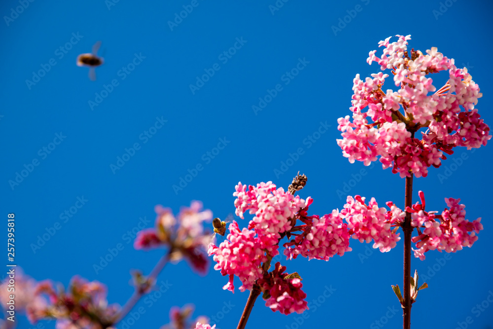 Cherry blossom before blue sky with butterfly and bees as spring messengers Cherry blossom before blue sky with butterfly and bees as spring messengers